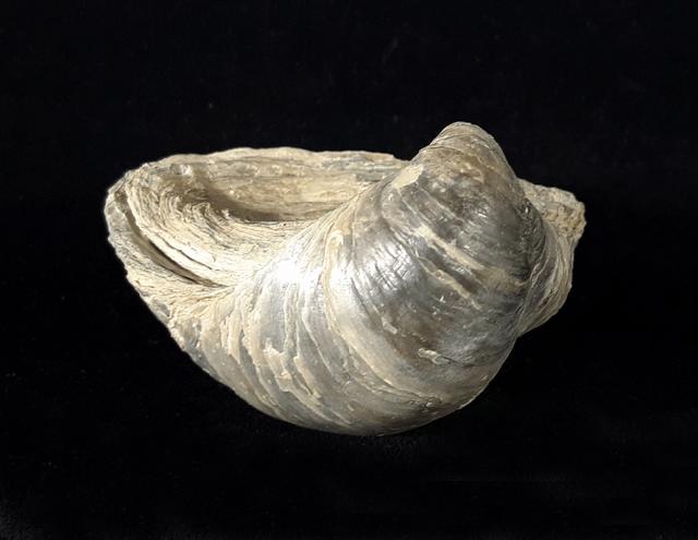 Gryphaea dilatata SOWERBY 1816 - Bild © FossNet FossilienStore